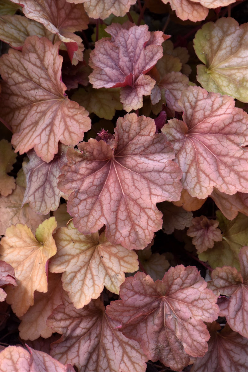 Coral Bells, Carnival Watermelon