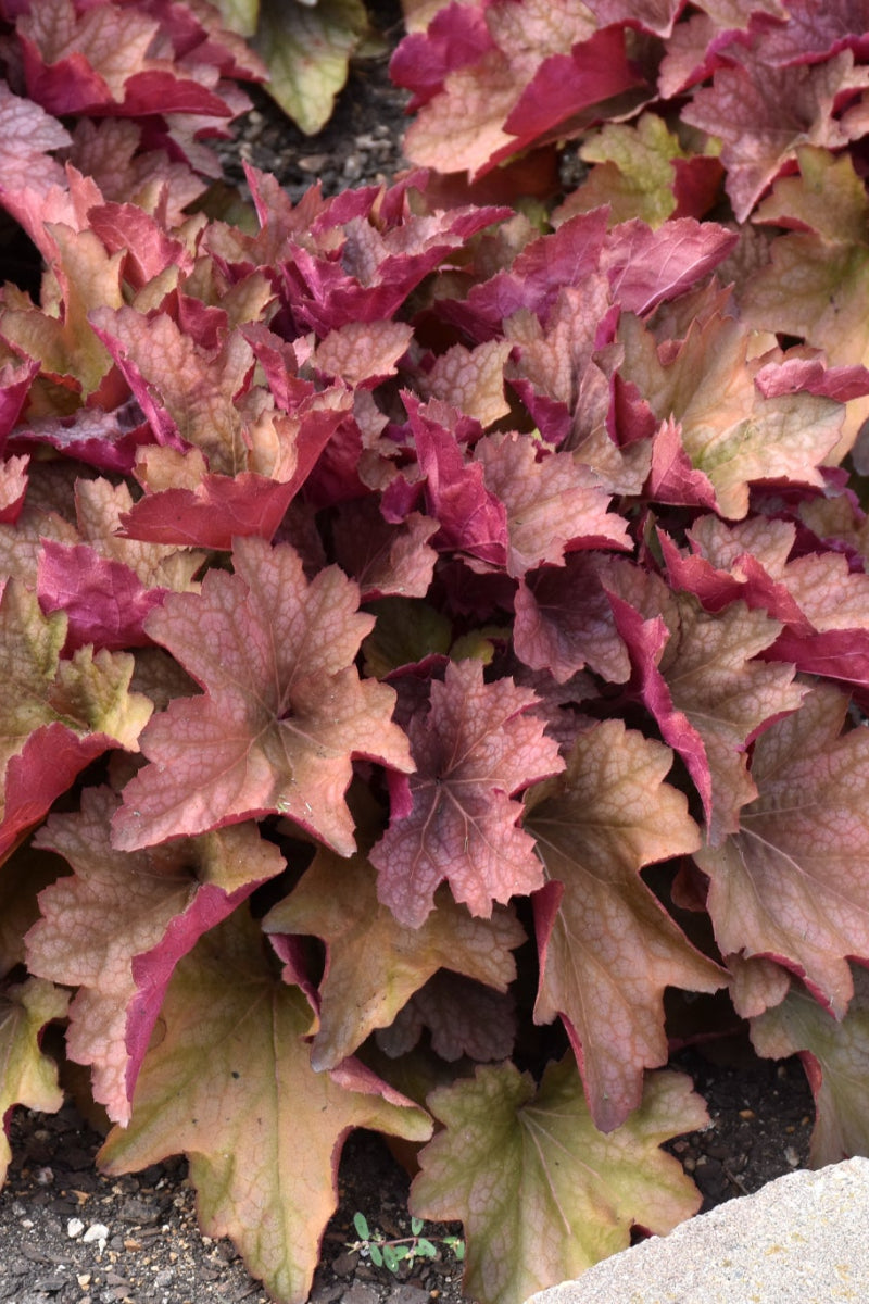 Coral Bells, Carnival Watermelon