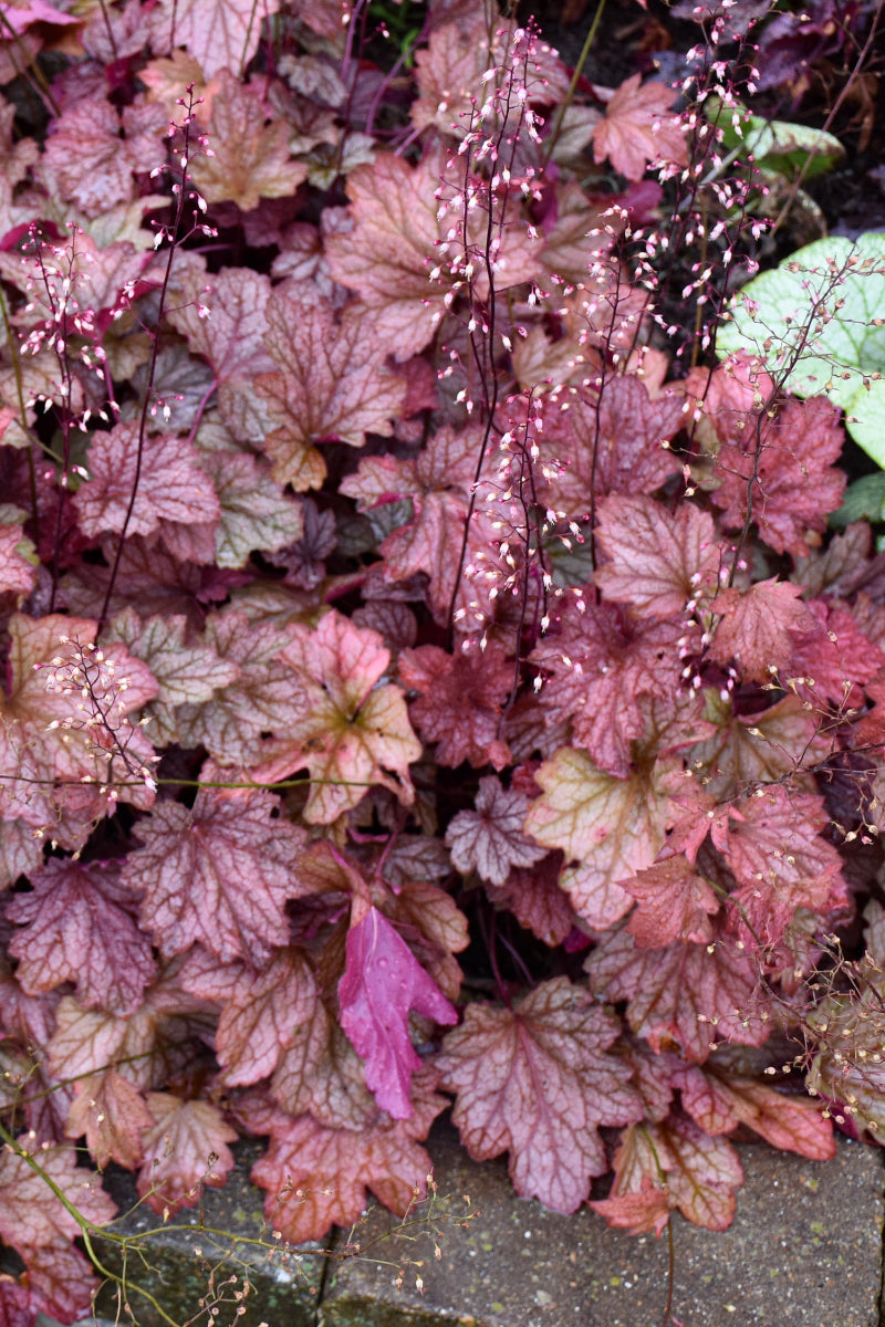 Coral Bells, Carnival Watermelon