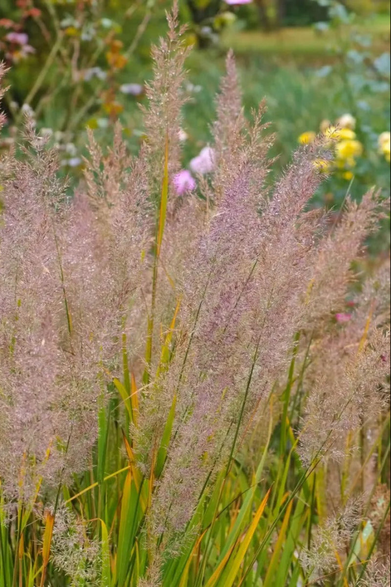Grass, Caspian Feather Reed