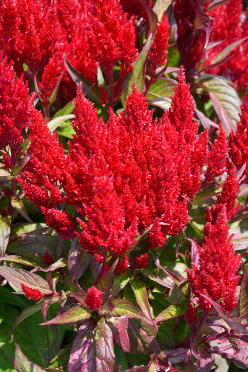 Celosia, Flamma Bright Red