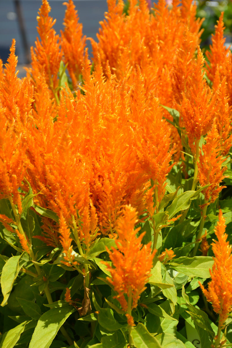 Celosia, Flamma Golden Yellow