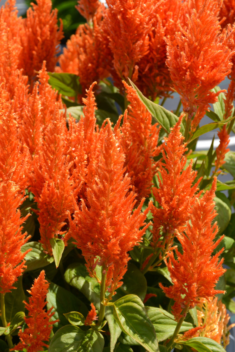 Celosia, Flamma Orange