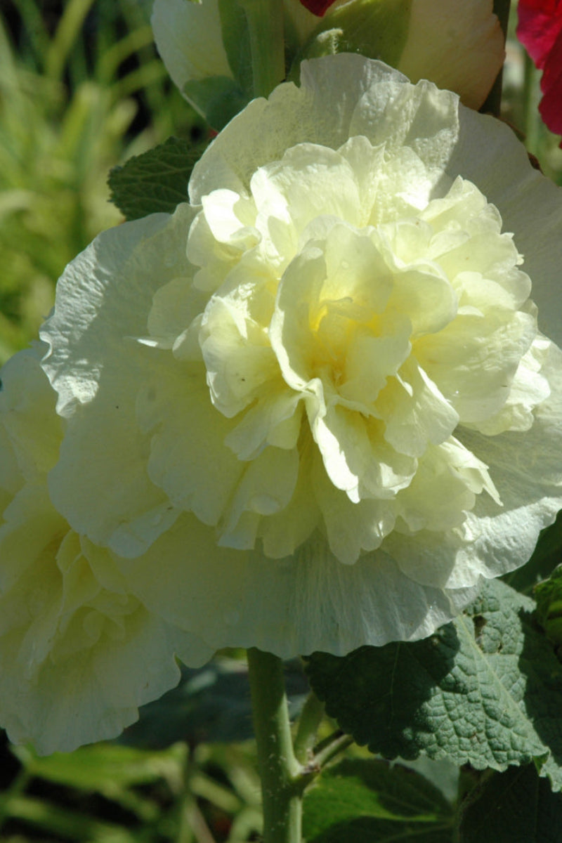 Hollyhock, Chater's Golden Yellow