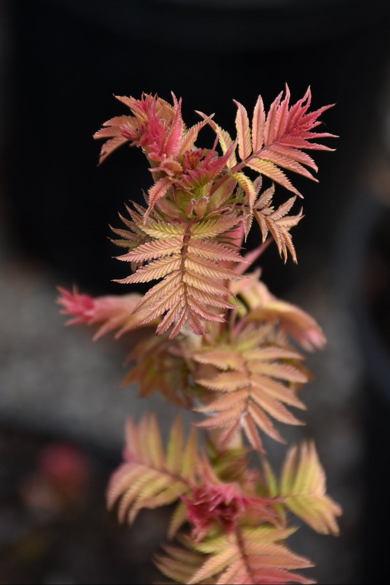 Falsespirea, Cherry on Top