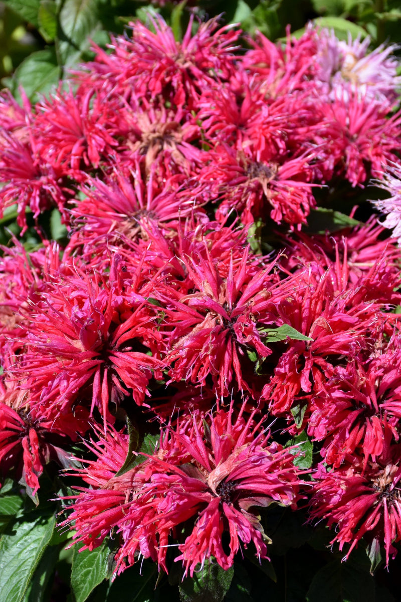 Bee Balm, Cherry Pops