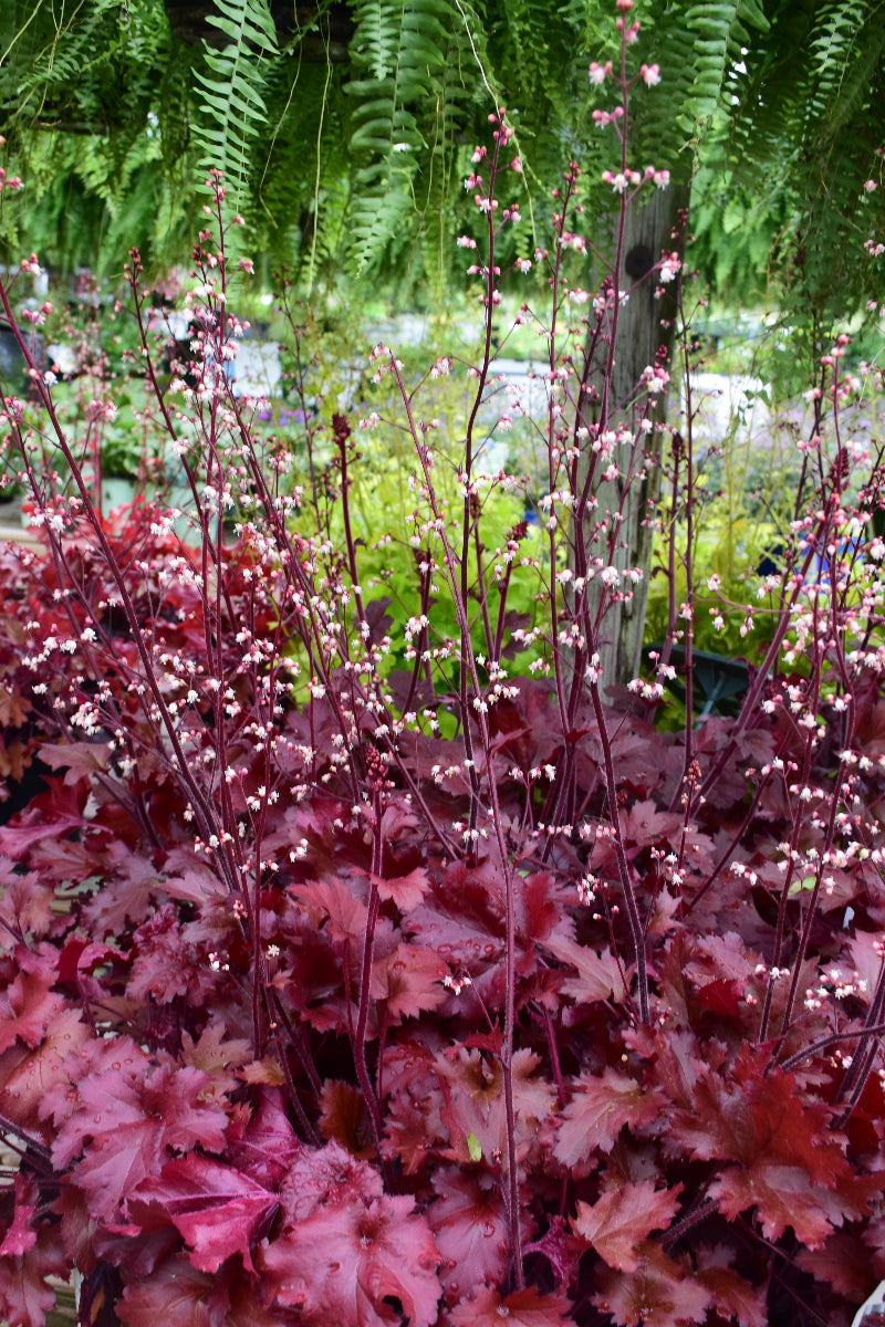 Coral Bells, D. Cherry Tru