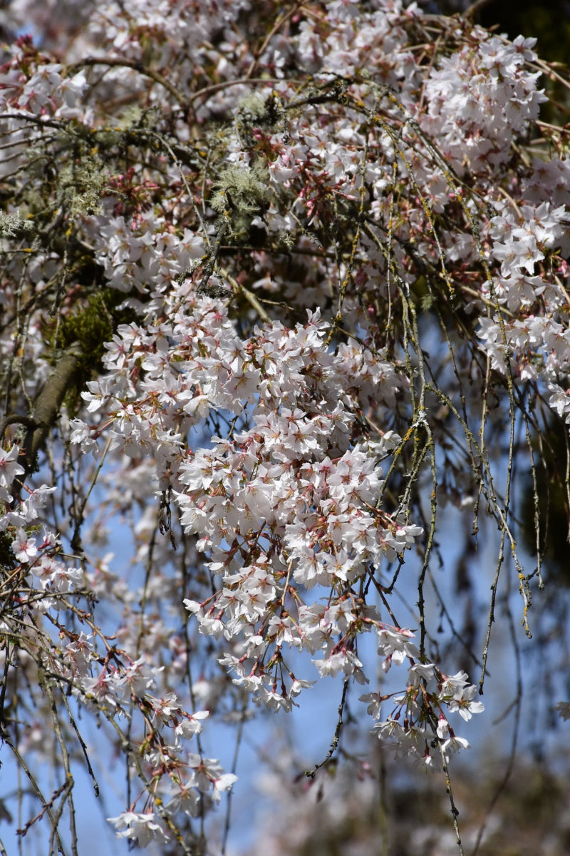 Cherry, Weeping Pendula