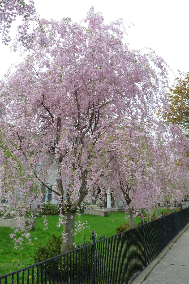 Cherry, Weeping Pendula