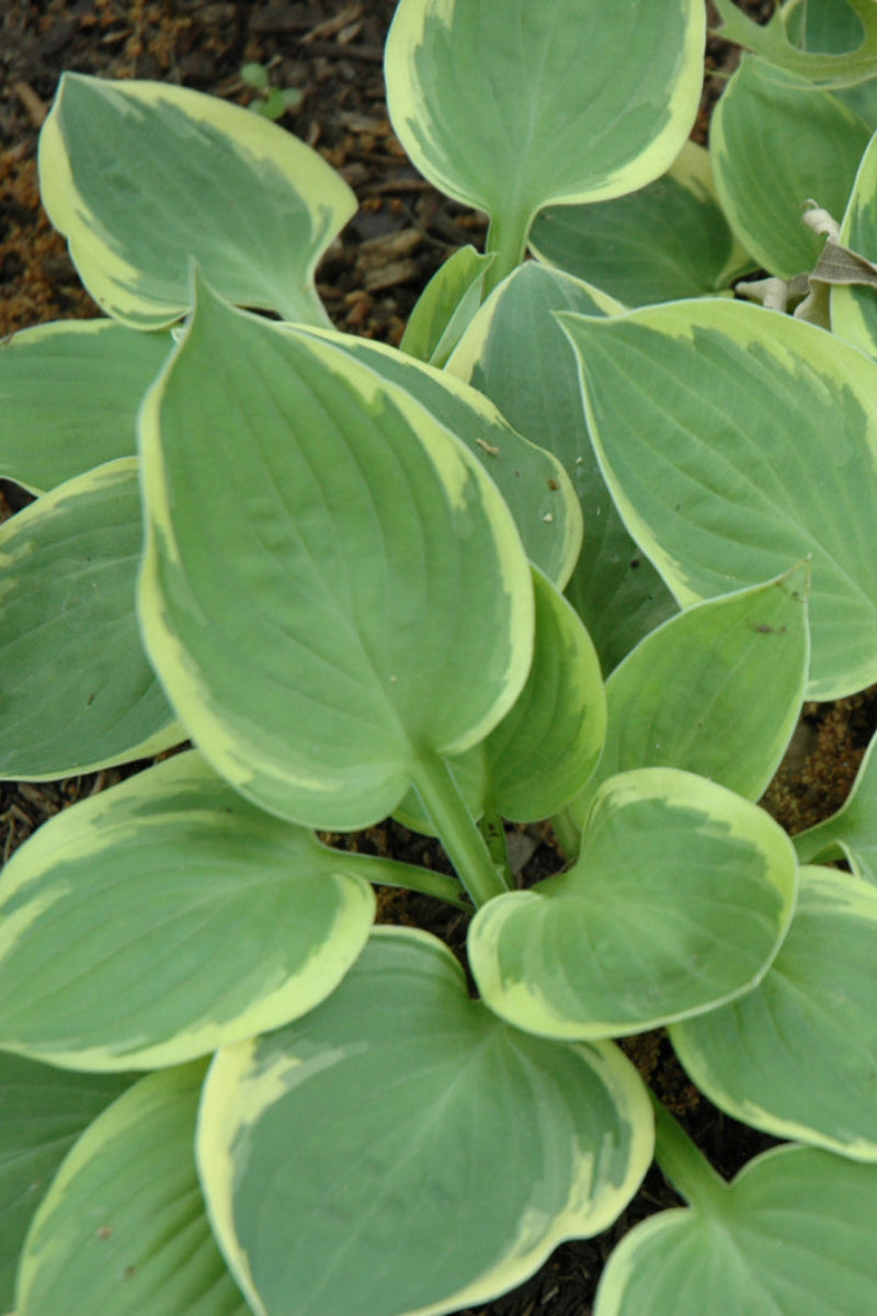 Hosta, Cherub