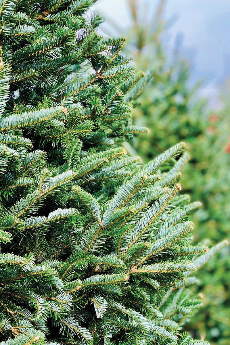 Christmas Tree Set Up - 9' - 10.5'