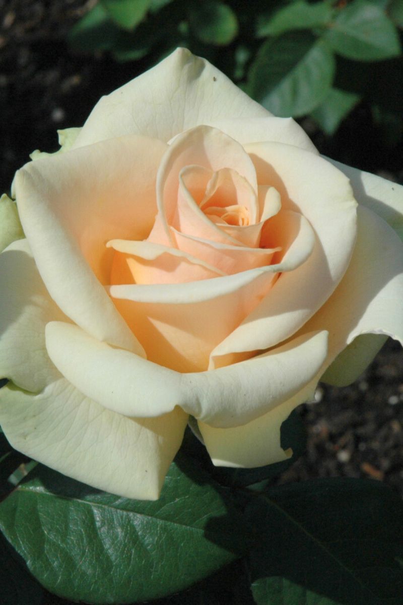 Rose, Marilyn Monroe