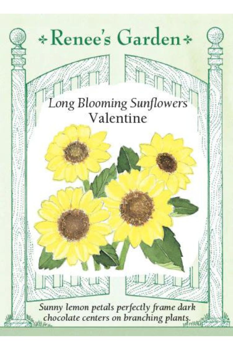 Renee's Garden Long Blooming Sunflowers Velentine Seeds