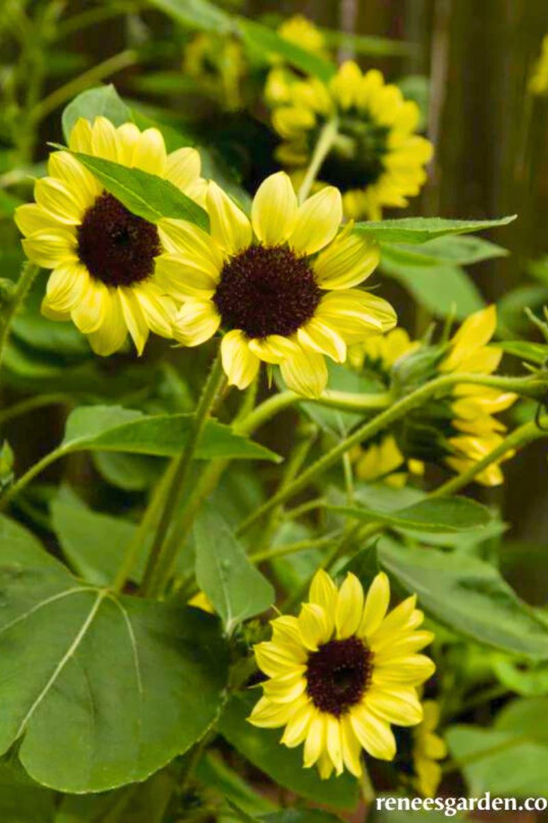 Renee's Garden Long Blooming Sunflowers Velentine Seeds