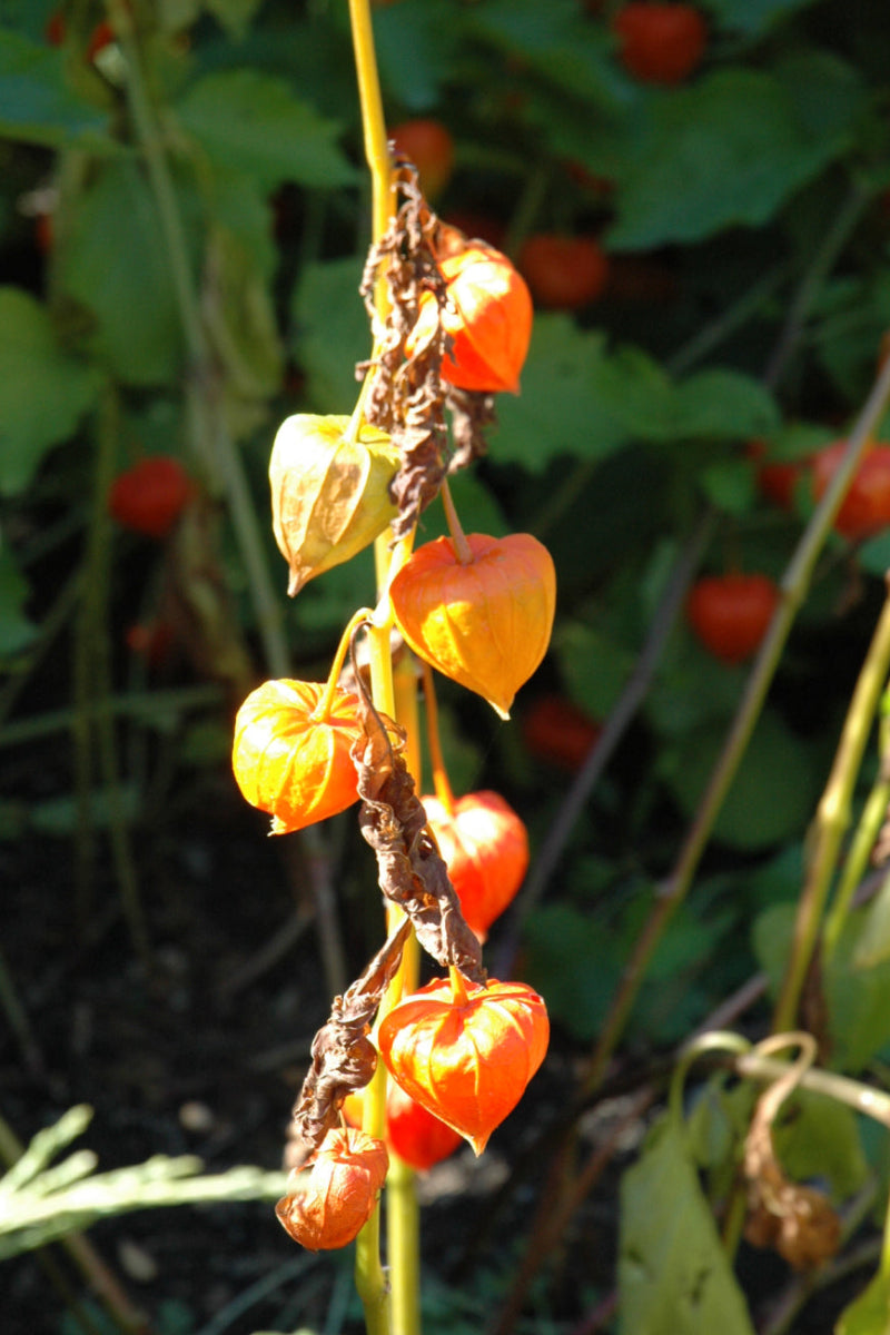 Chinese Lantern