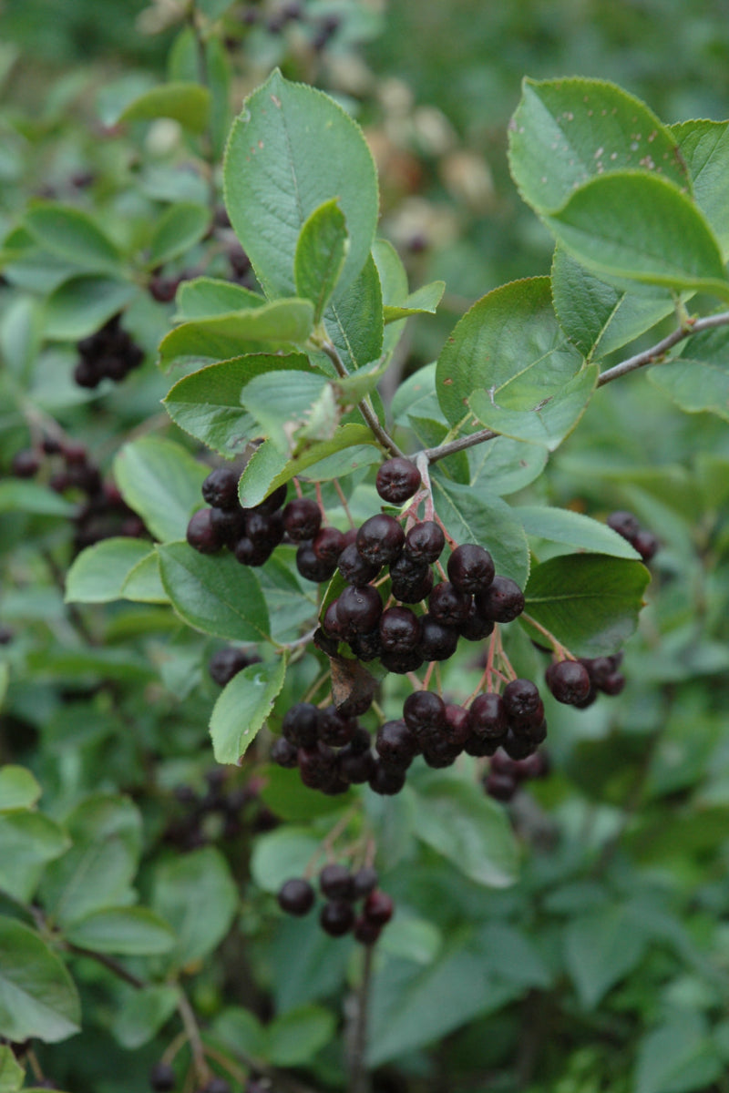 Chokeberry, Glossy Black