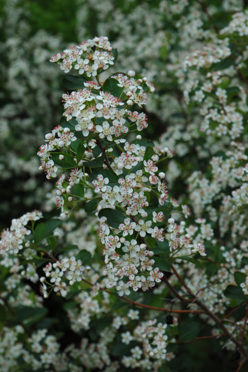 Chokeberry, Glossy Black
