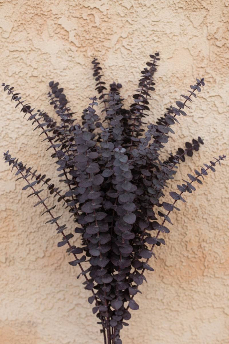 Eucalyptus Preserved Plum Bunch