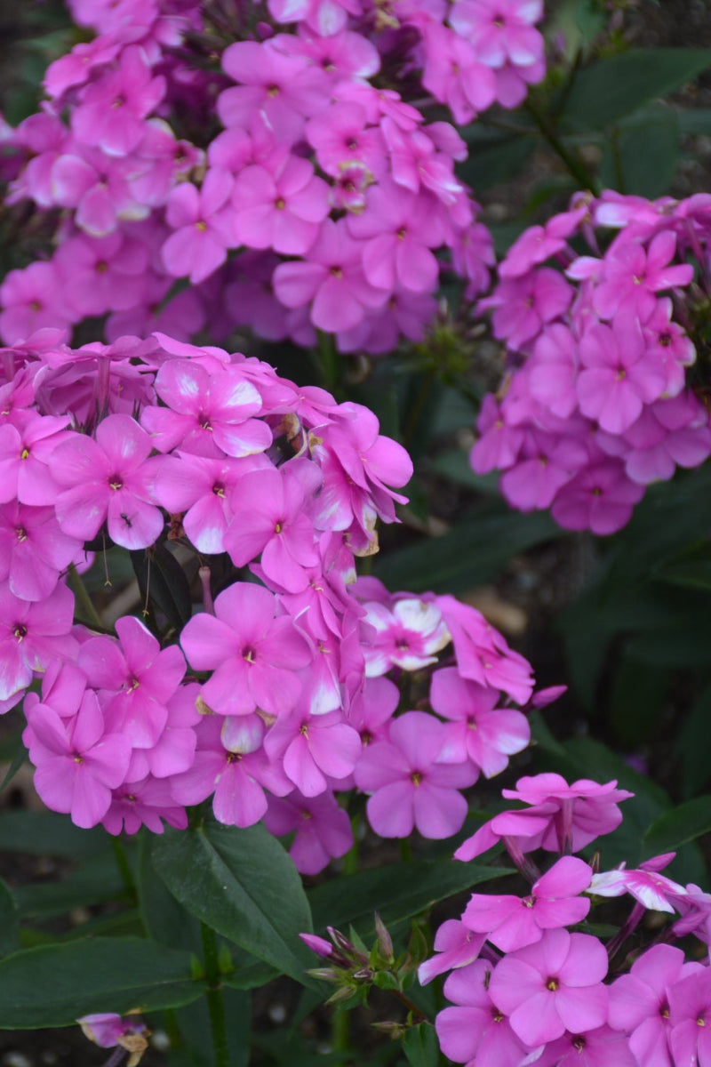 Phlox, Cloudburst