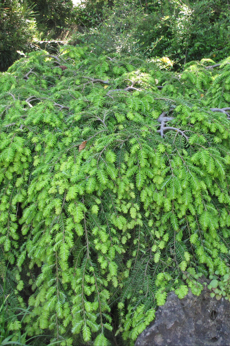 Hemlock, Coles Prostrate