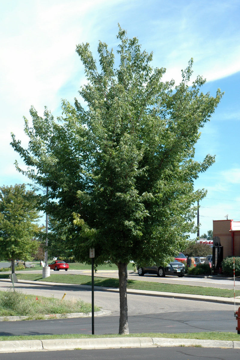 Hackberry, Common