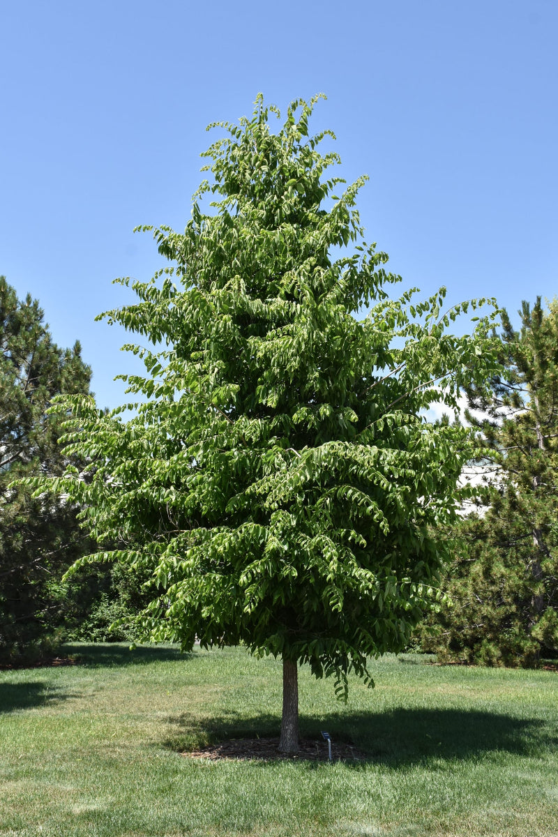 Hackberry, Common