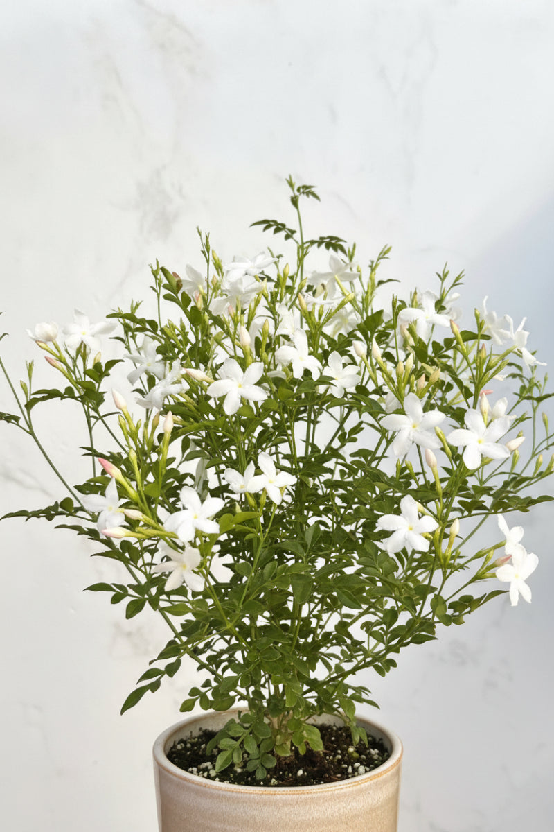 Jasmine, Common 6"