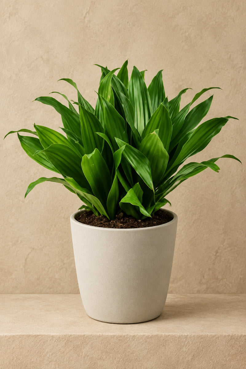 Dracaena, Janet Craig Compacta 6"