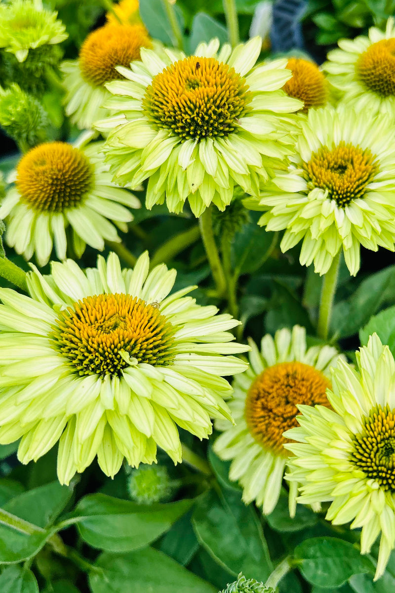 Coneflower, Sunseekers Apple Green