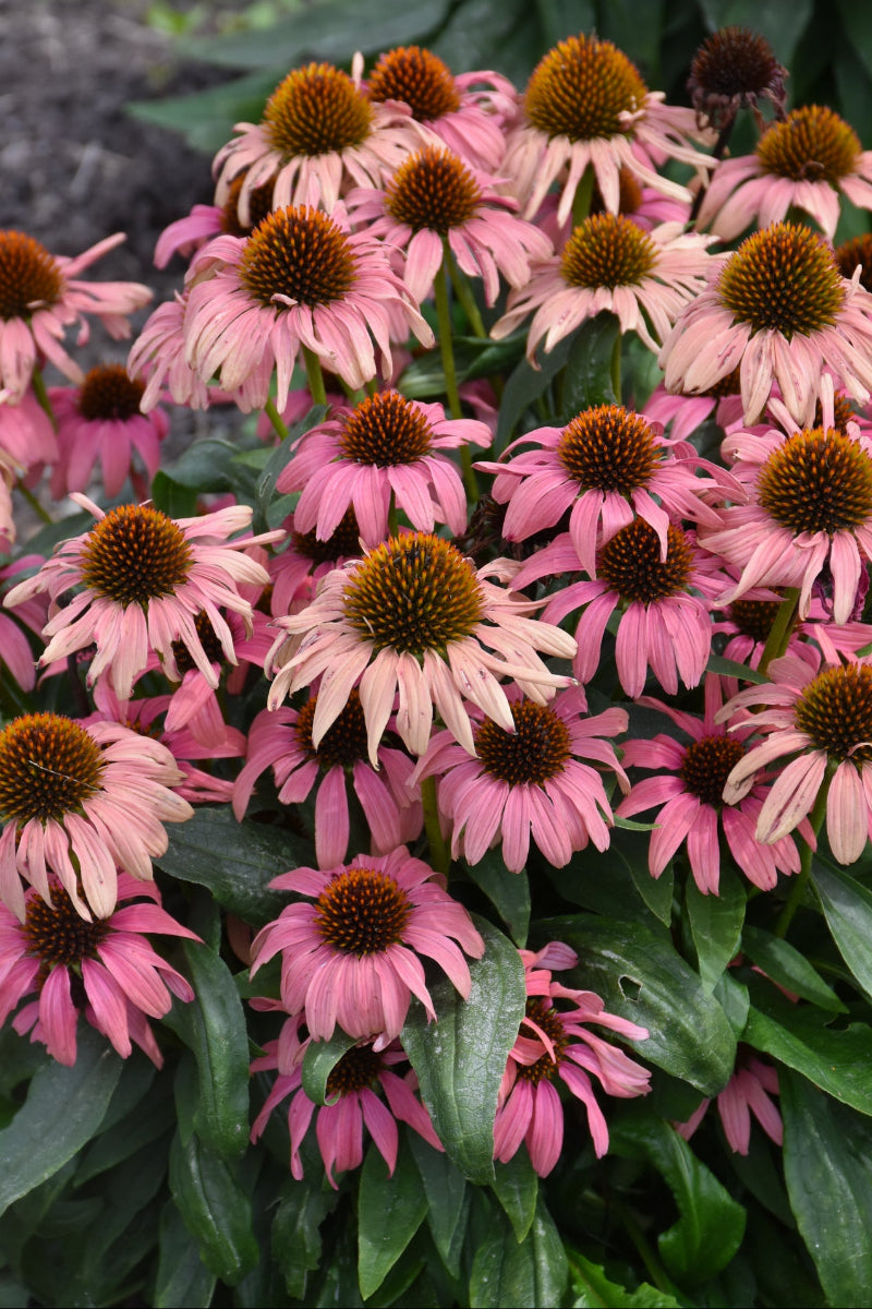 Coneflower, Playful Meadow Mama