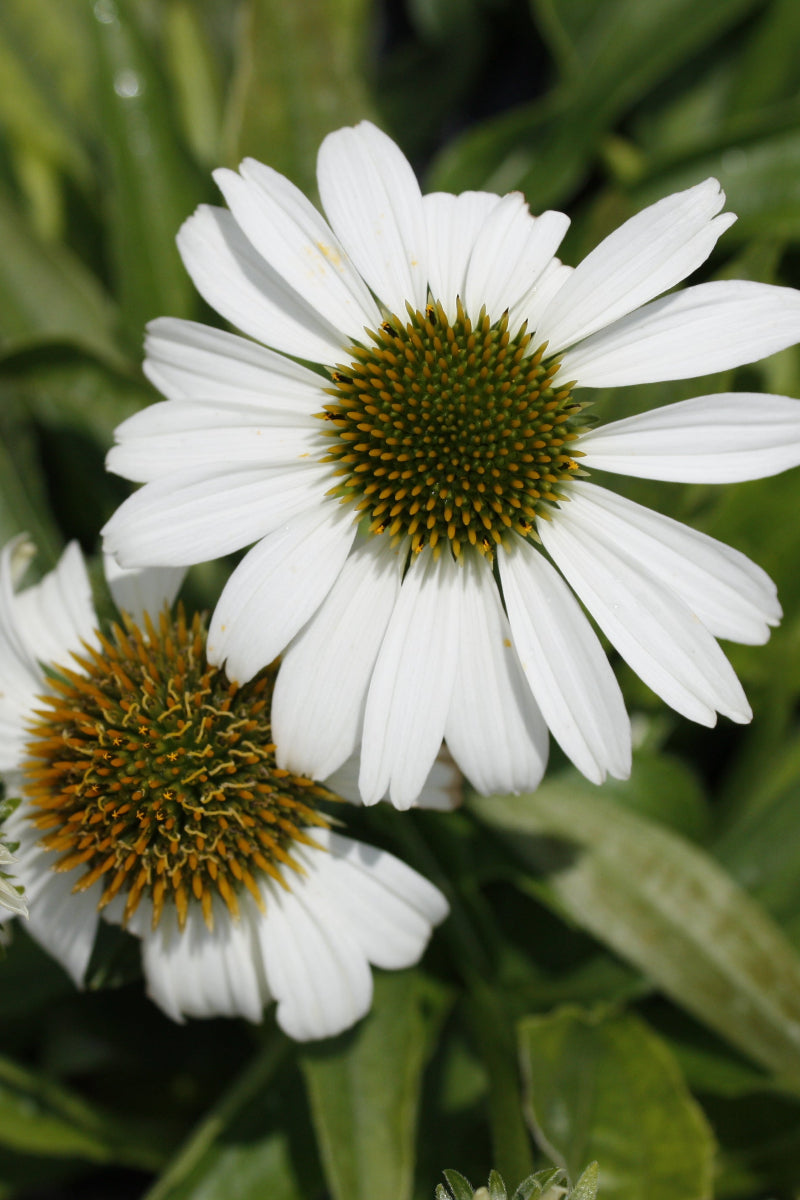 Coneflower, SunMagic Vintage Pearl White