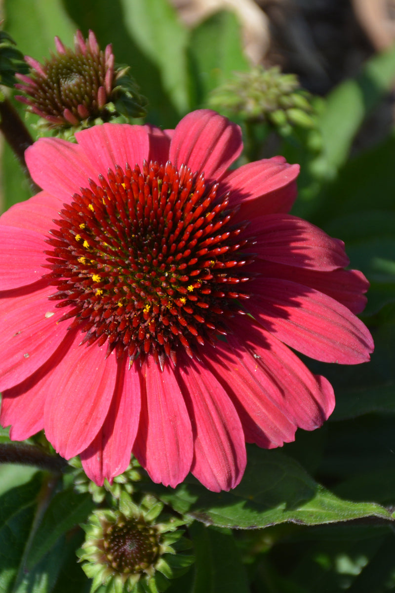 Coneflower, Sunmagic Vintage Red