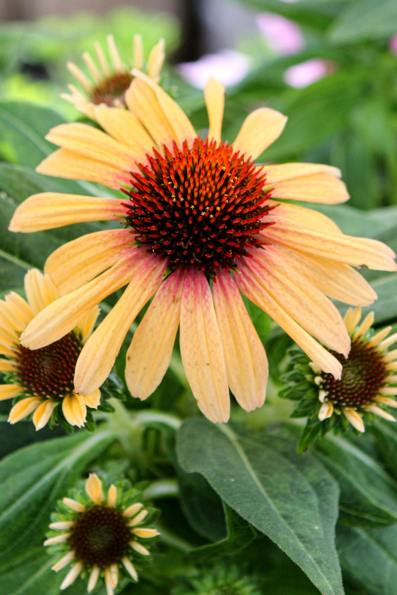 Coneflower, Sunseeker Tequila Sunrise