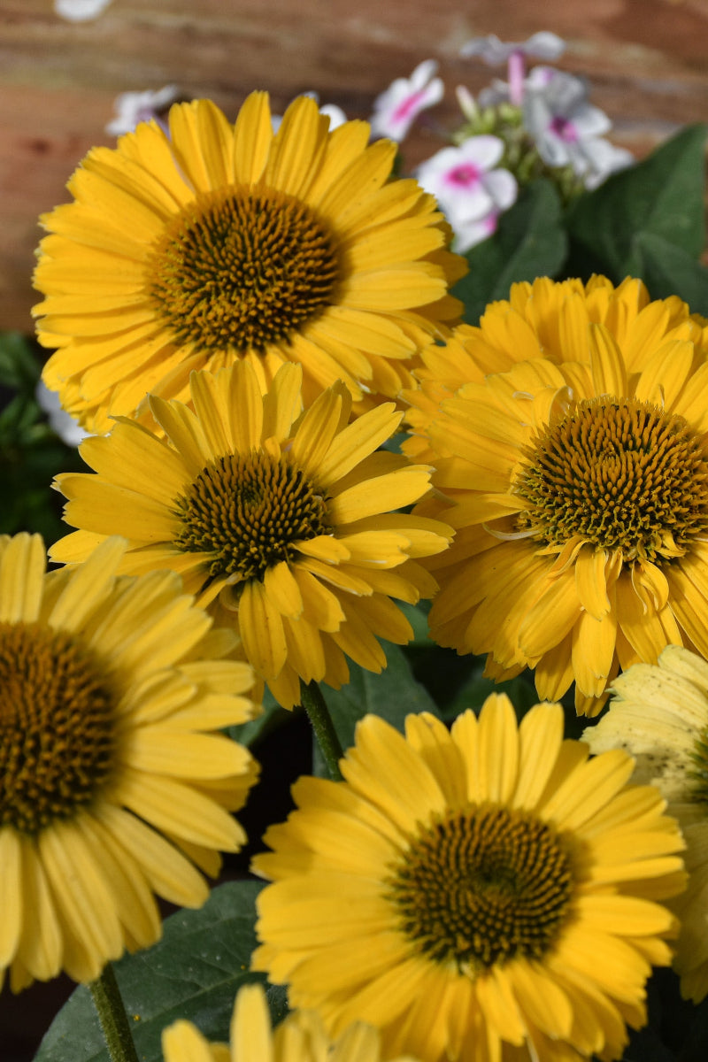 Coneflower, Sunseeker Golden Sun