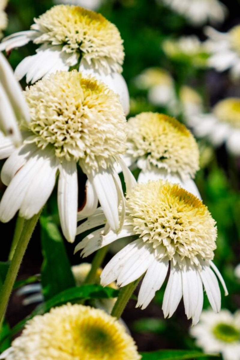 Coneflower, Vanilla Drip