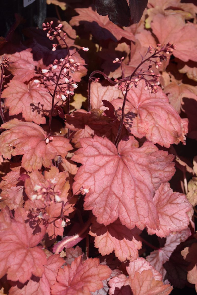 Coral Bells, Georgia Peach