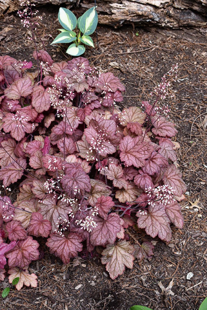 Coral Bells, Georgia Peach