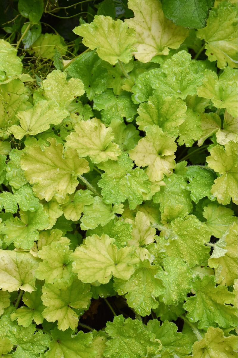 Coral Bells, Lemon Love