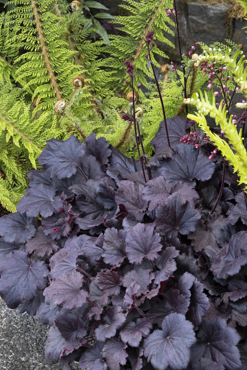 Coral Bells, Sirens Song Dark Night