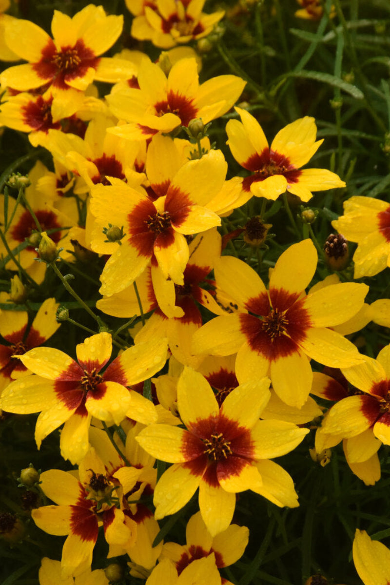 Coreopsis, Golden Needles