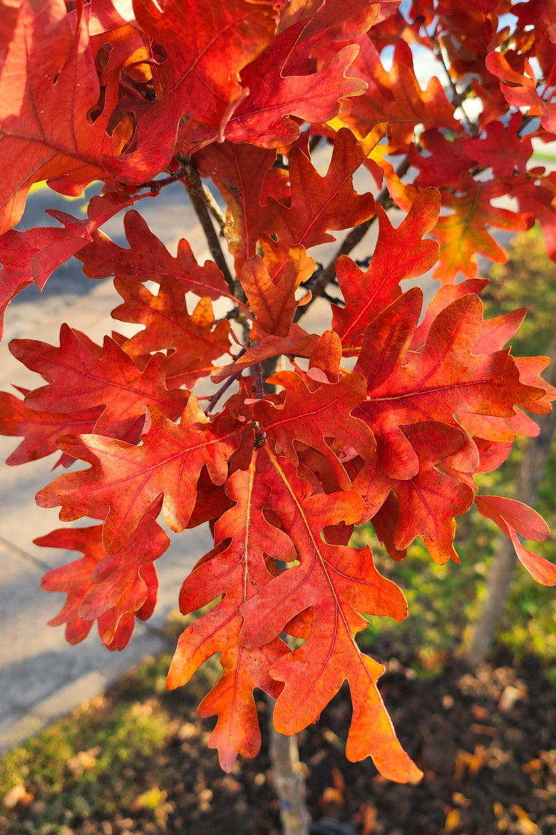 Oak, Crimson Spire
