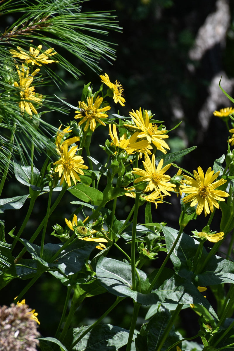 Cup Plant