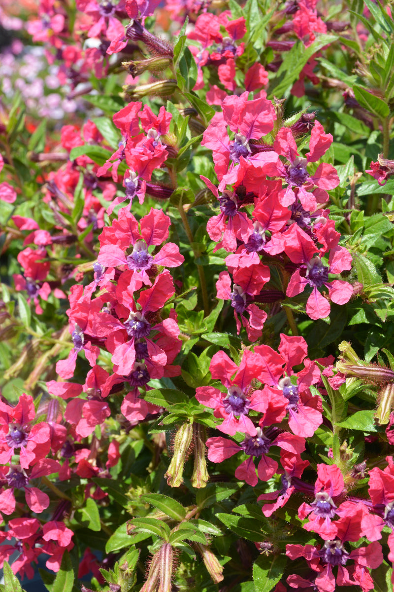 Cuphea, Sweet Talk Deep Pink