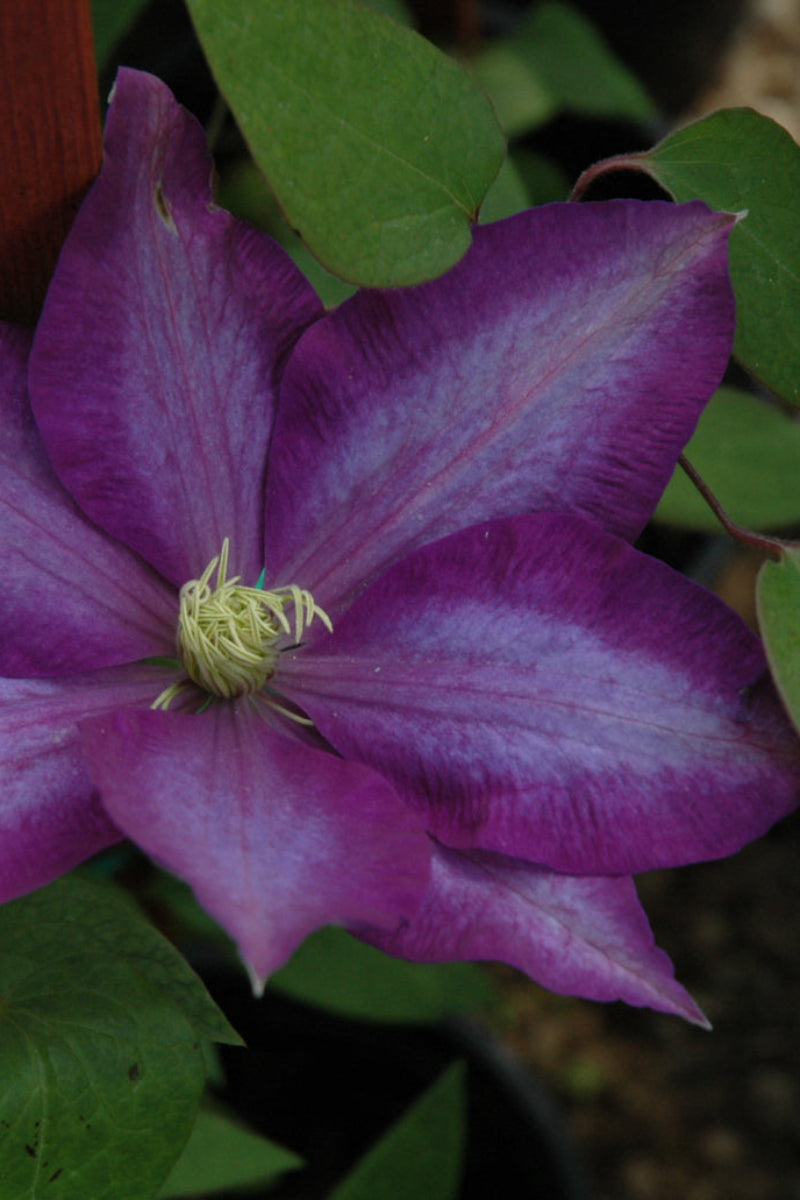 Clematis, Daniel Deronda