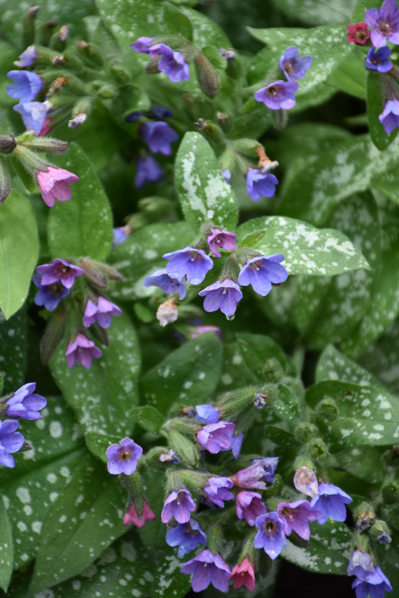 Lungwort, Dark Vader