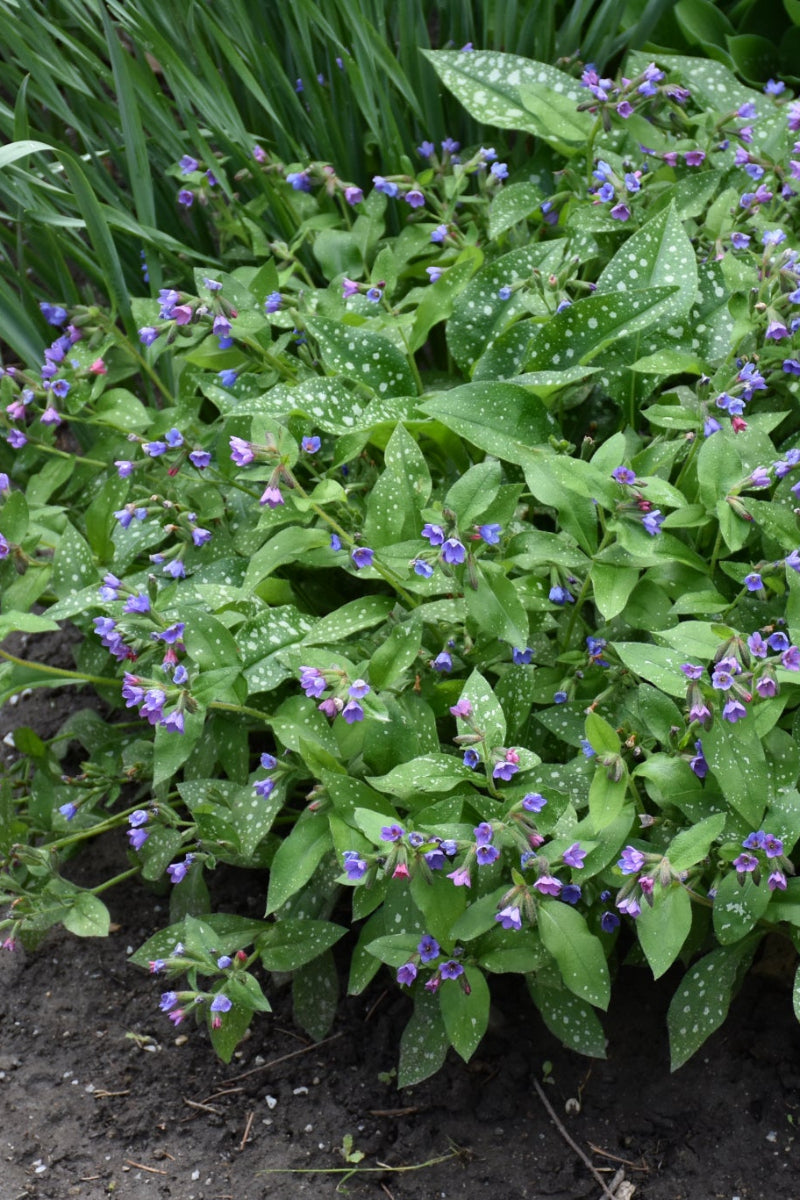 Lungwort, Dark Vader