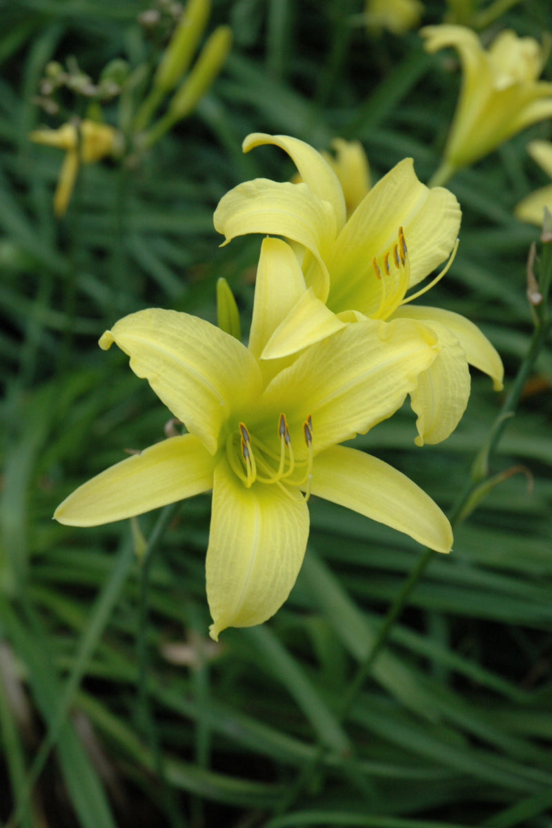Daylily, Hyperion