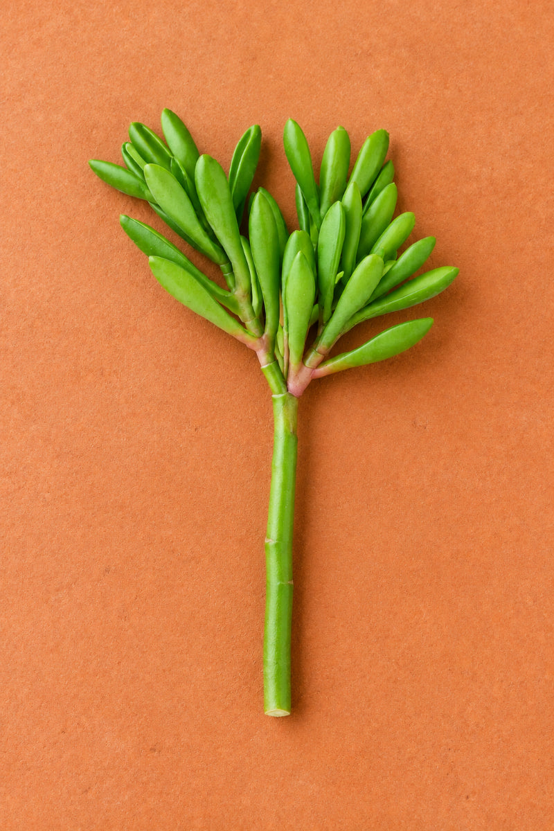 Faux Real Touch Aeonium Pick 6" Green