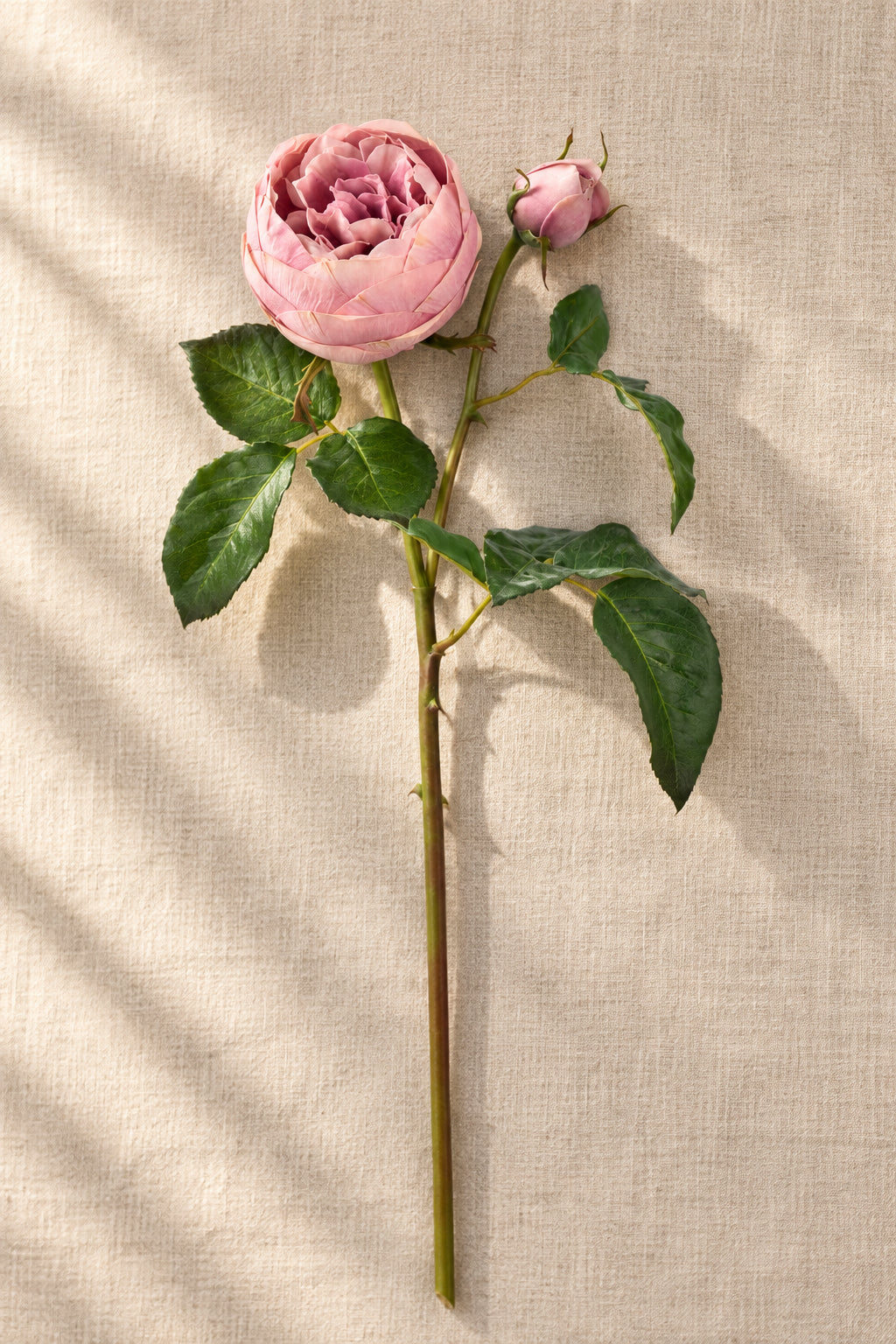 Faux English Ambridge Rose Stem 19" Dark Lavender