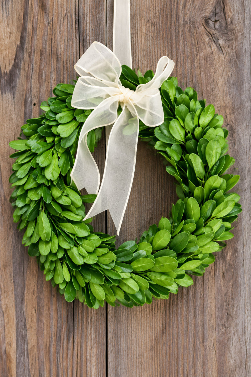 Preserved Boxwood Wreath with Ivory Ribbon 6"